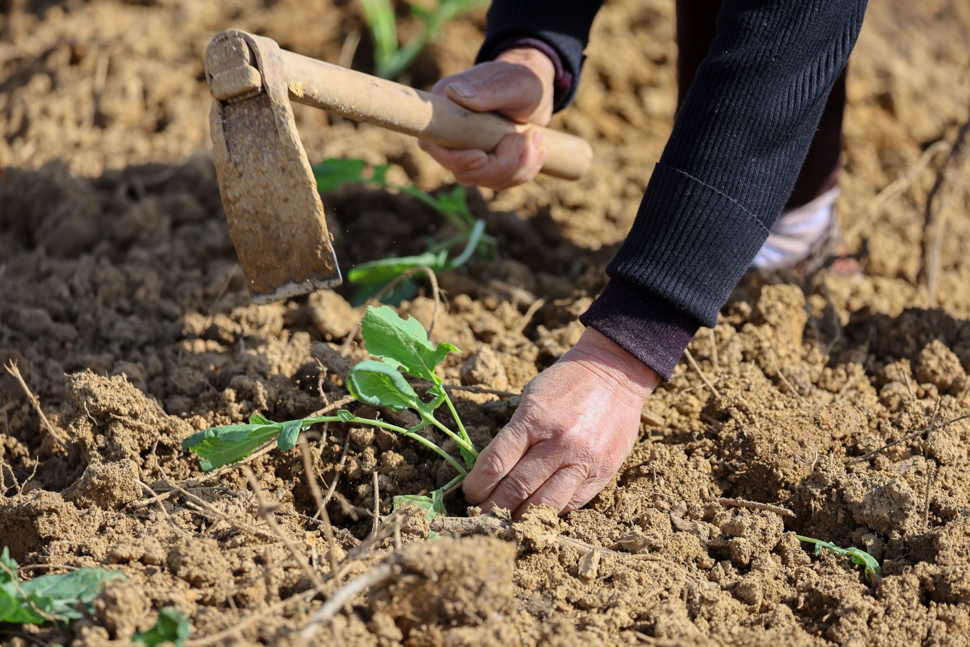 (长江云)咸宁咸安:抢栽油菜保增收_云上咸安