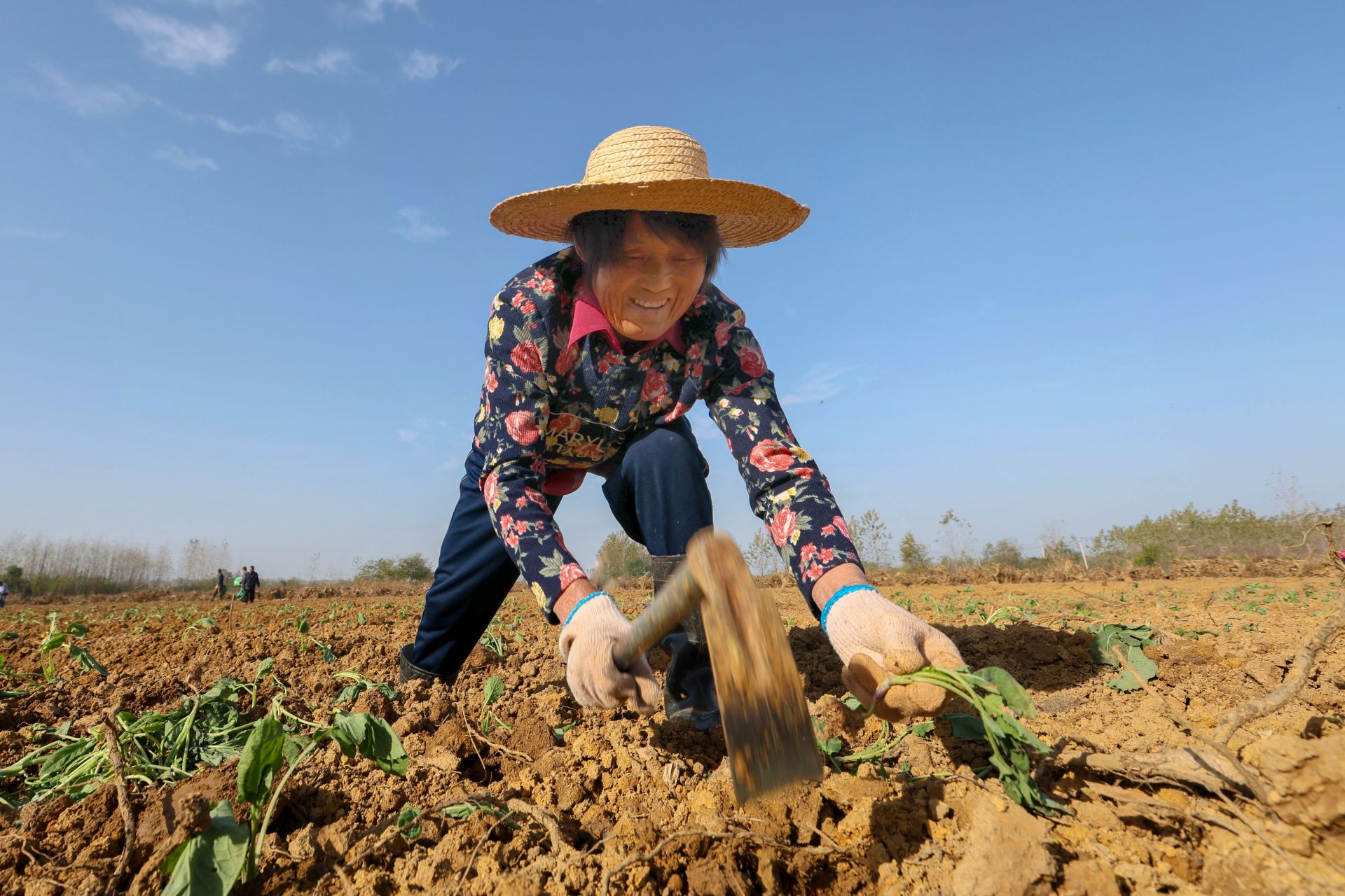 (长江云)咸宁咸安:抢栽油菜保增收_云上咸安