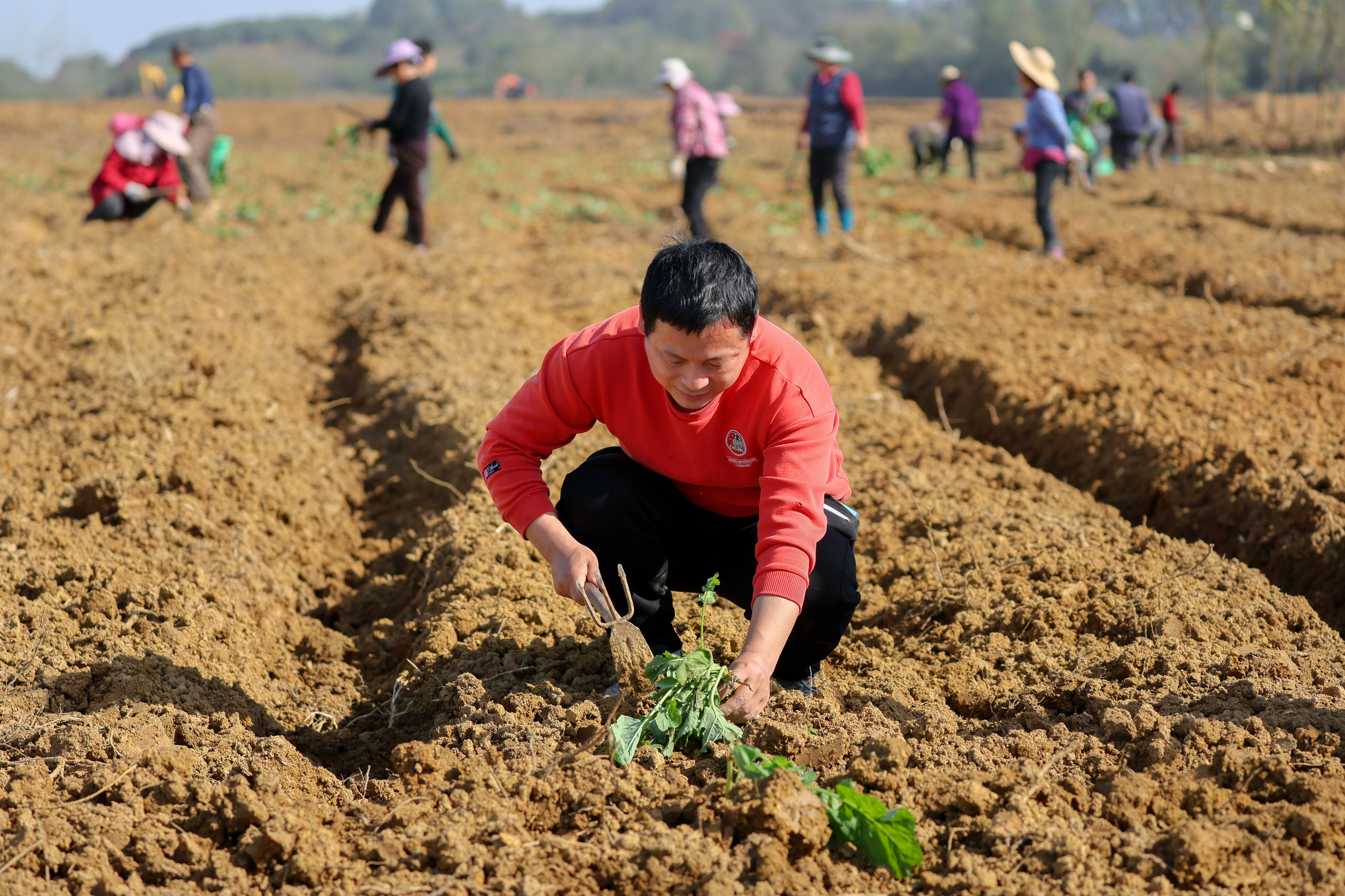 (长江云)咸宁咸安:抢栽油菜保增收_云上咸安