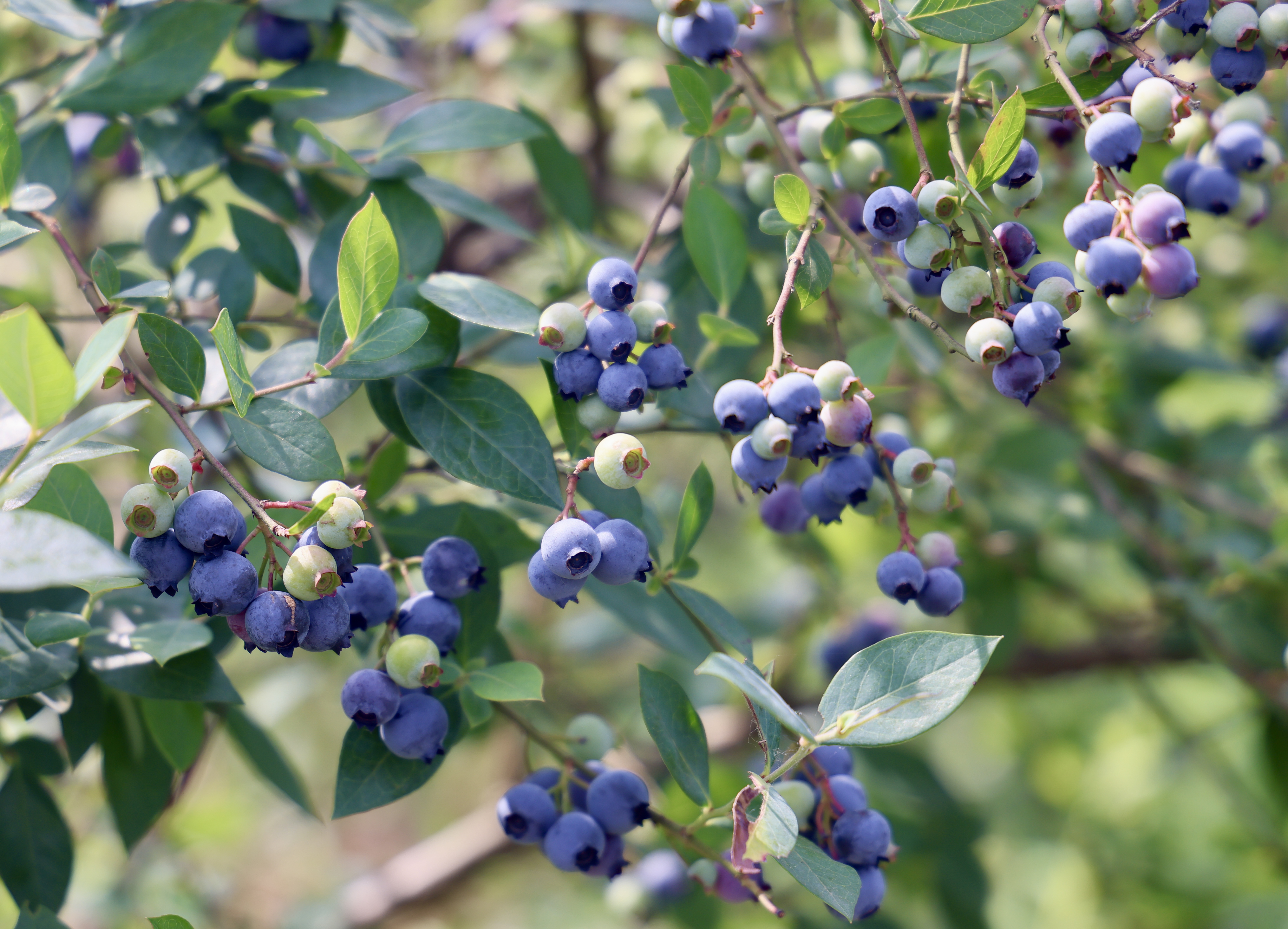 蓝莓素有水果皇后和浆果之王之称,含有丰富的花青素和黄酮,具有