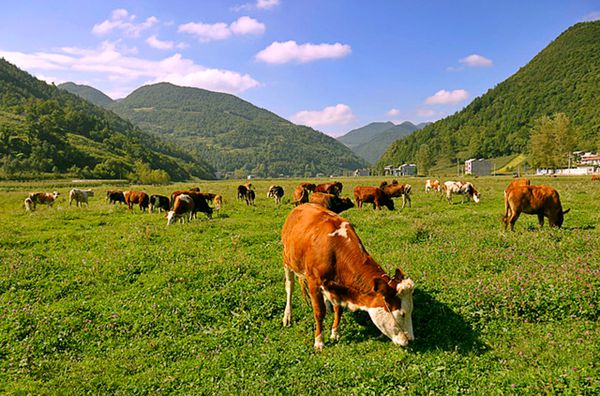 牛势劲发牧歌扬恩施市盛家坝乡黄牛产业发展观察