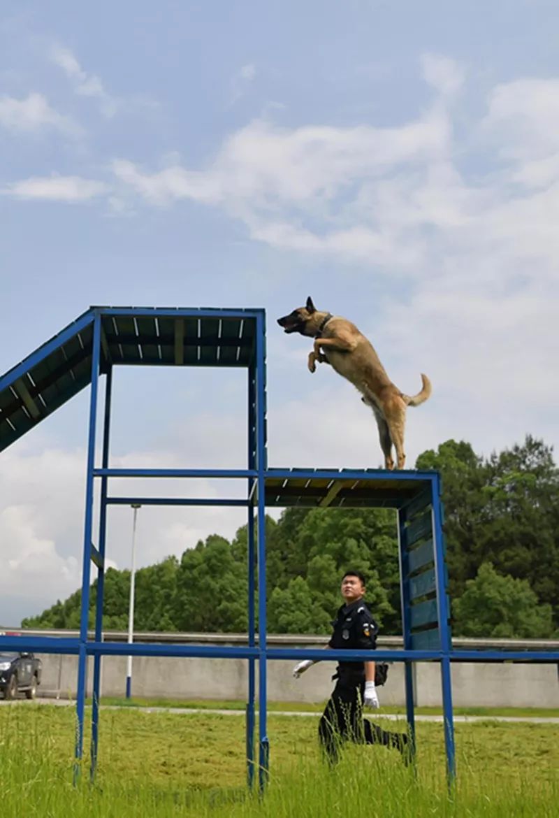 警犬业务大练兵