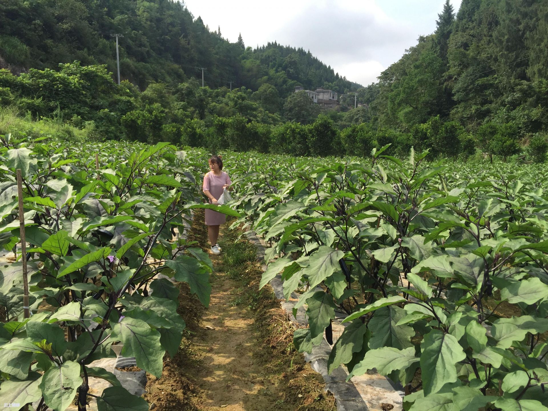 先後到周家河村山野菜基地,鴨子塘村蔬菜基地及鴨子塘村,五峰山村蔬菜