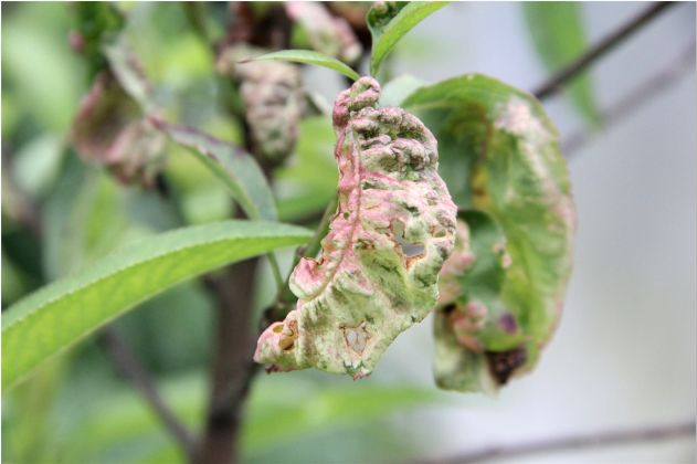 缩叶病蚜虫病培训会结束后种植户们向王亚平专家提出了许多问题并热烈