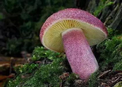 恩施吃菌子的季節又來噠,這幾種野生菌子千萬吃不得!_雲上硒都