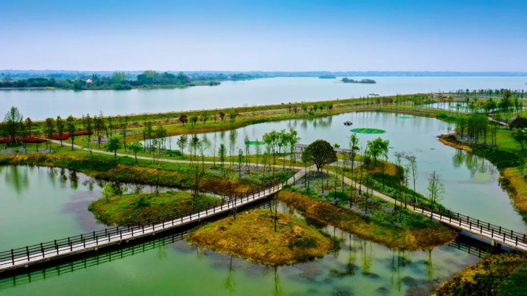 6月19日,夏日雨后,松滋市碧波荡漾的小南海稻谷溪湿地公园内,成千上万