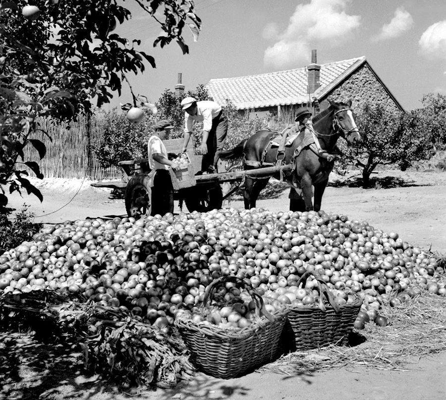 影像新中国1952年旅顺大连苹果丰收