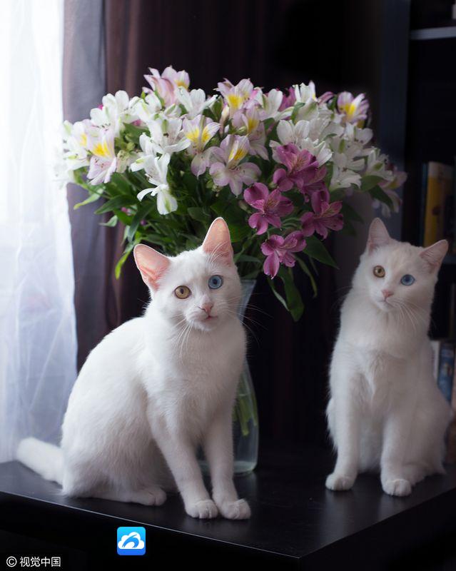 俄双生猫咪眼睛如宝石 充满贵族气质