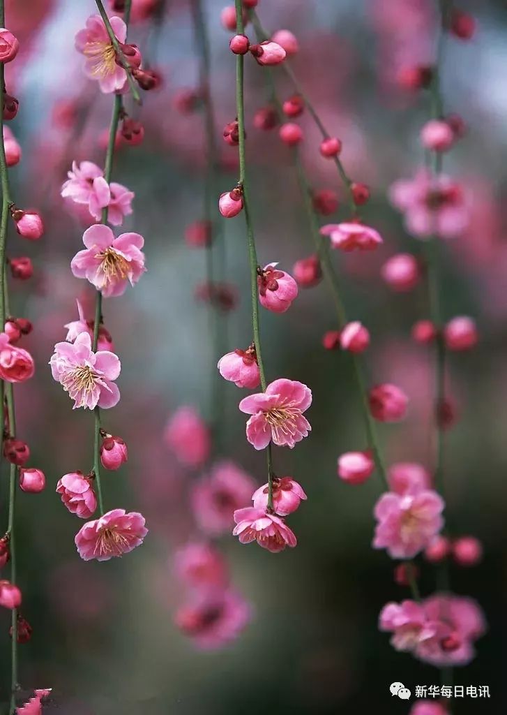 今日驚蟄 | 淺風新花蘇作解,草木敷舒與春逢_雲上黃石