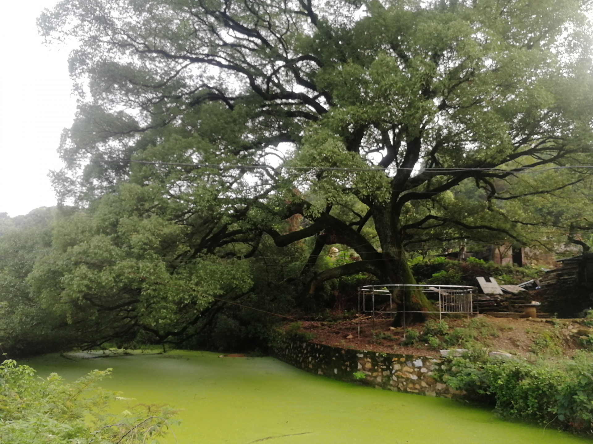 为古樟树撑起保护伞