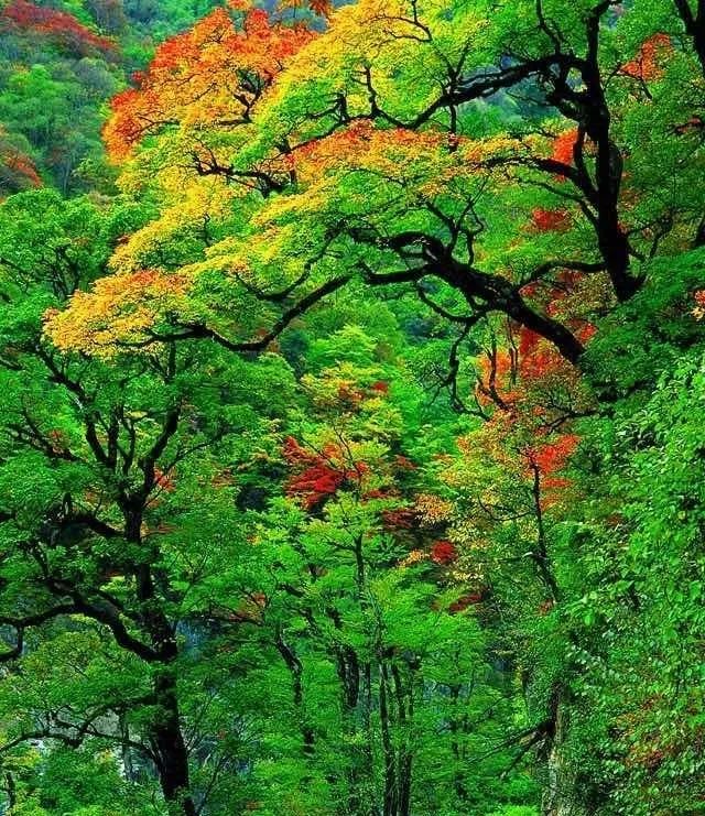 神仙树秋天图片