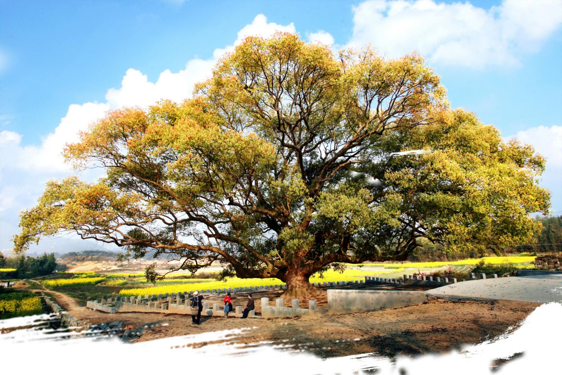 湖北评出古树"五大树王" 寿星安陆银杏年龄足有三千岁_云上黄石