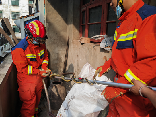大蛇频繁闯入居民家中消防员5日内抓蛇7次