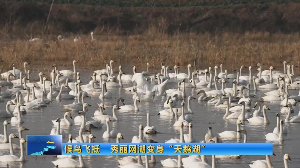 候鸟飞抵 秀丽网湖变身“天鹅湖”