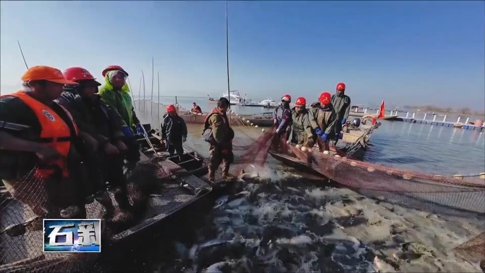 鱼跃大冶湖 | 银鳞鱼跃满湖鲜