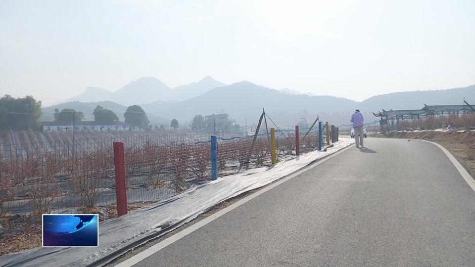 在希望的田野上 | 金牛镇：大棚蓝莓抢“鲜”上市
