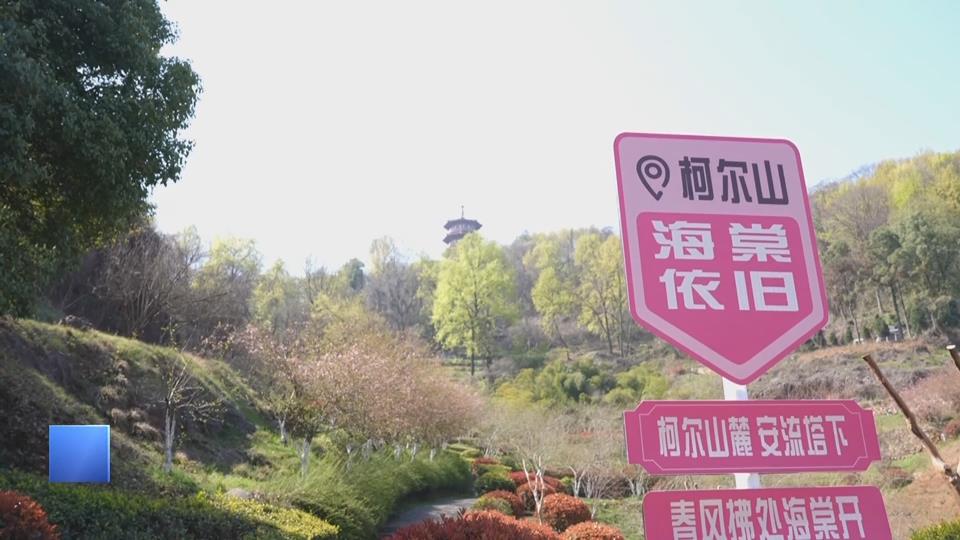 【新闻直通车】海棠朵朵开 半是胭脂半是雪