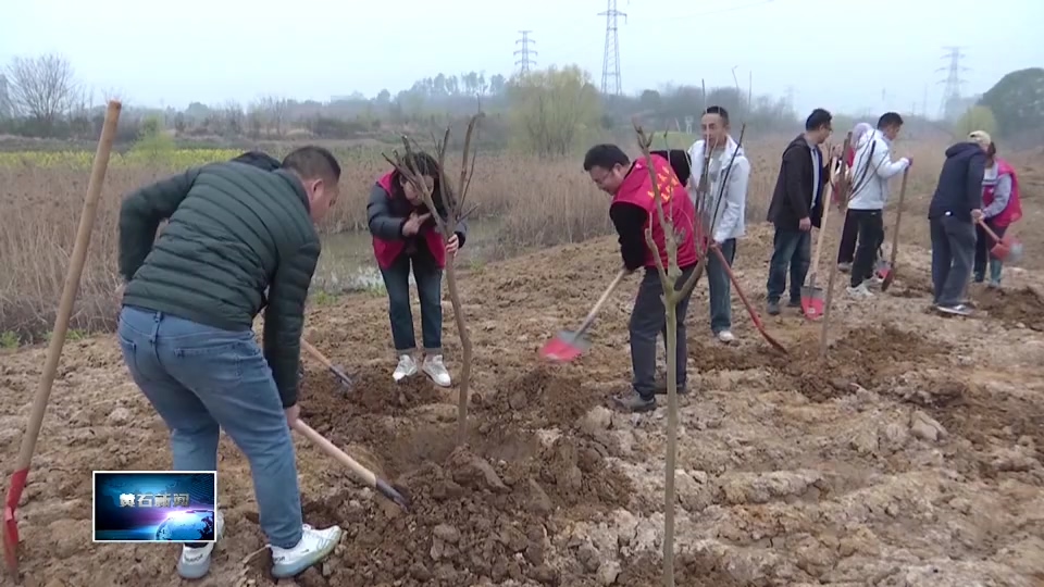 不負春光 綠滿黃石 | 羅家橋街道：大手牽小手 播種生態(tài)綠