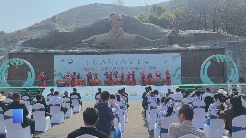 【新闻直通车】金海白茶开采 茶香漫山迎客来
