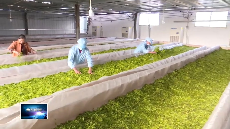 在希望的田野上 | 新港园区海口湖管理区：制茶车间生产忙 茶叶飘香促振兴