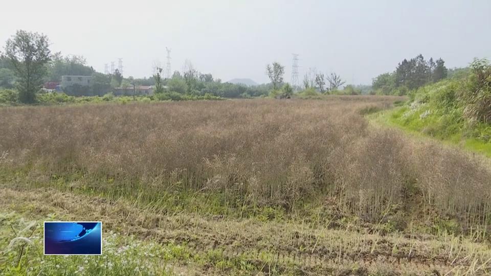 在希望的田野上 | 陈贵镇：菜籽飘香收割忙 “油稻轮作”助增收