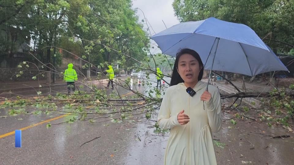 【新闻直通车】风雨中的守护 | 大树拦路莫慌张 雨中清障很暖心
