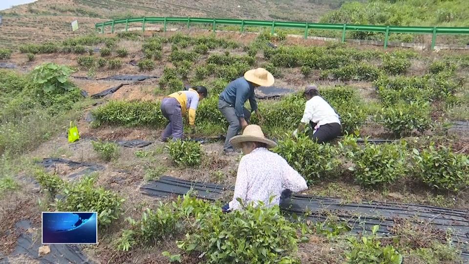 上春山 采春茶 黄石茶香飘全国（一）| 一片叶富万家