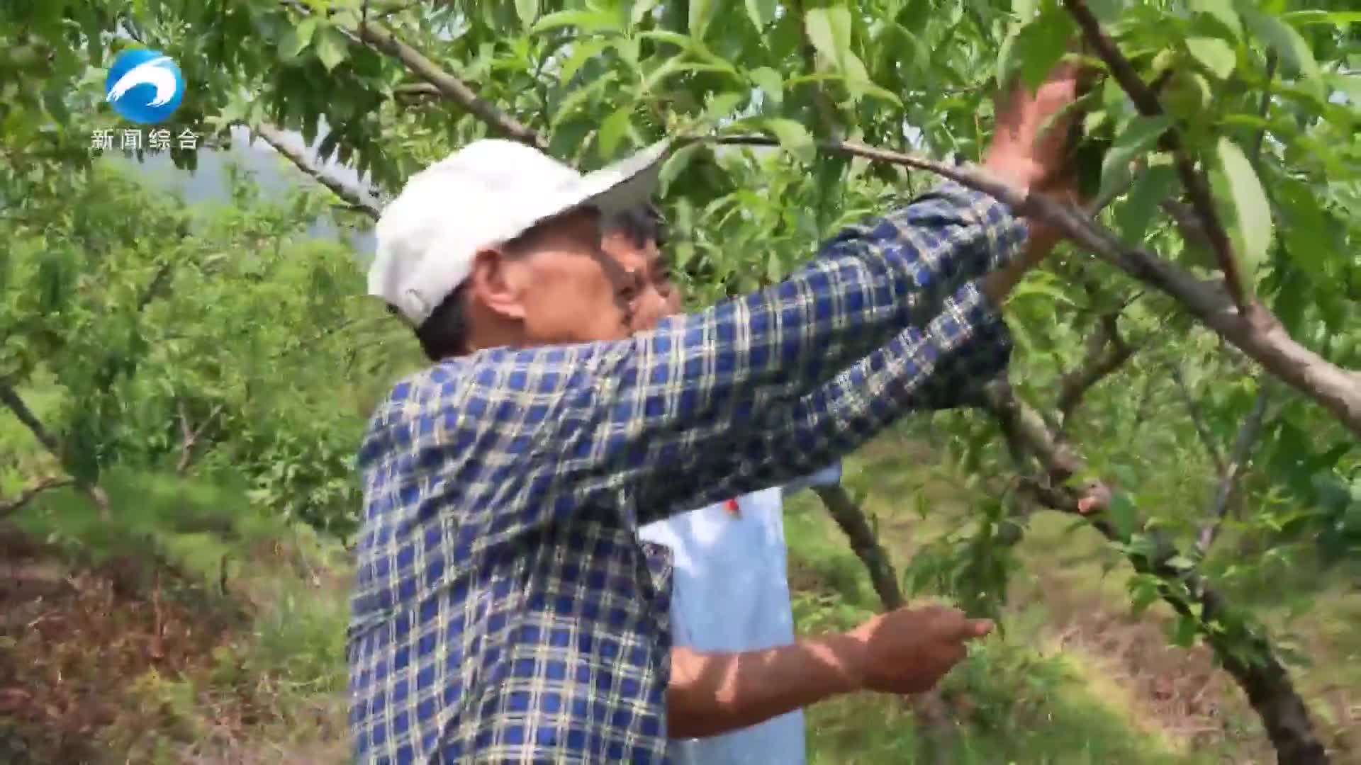 學(xué)思踐悟 | 大冶盤茶村：“桃”經(jīng)濟(jì)鋪就鄉(xiāng)村振興路
