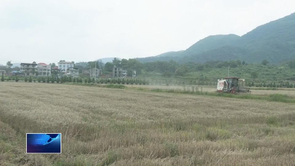 在希望的田野上•三夏时节 | 殷祖镇：小麦收割忙 田间好“丰”景