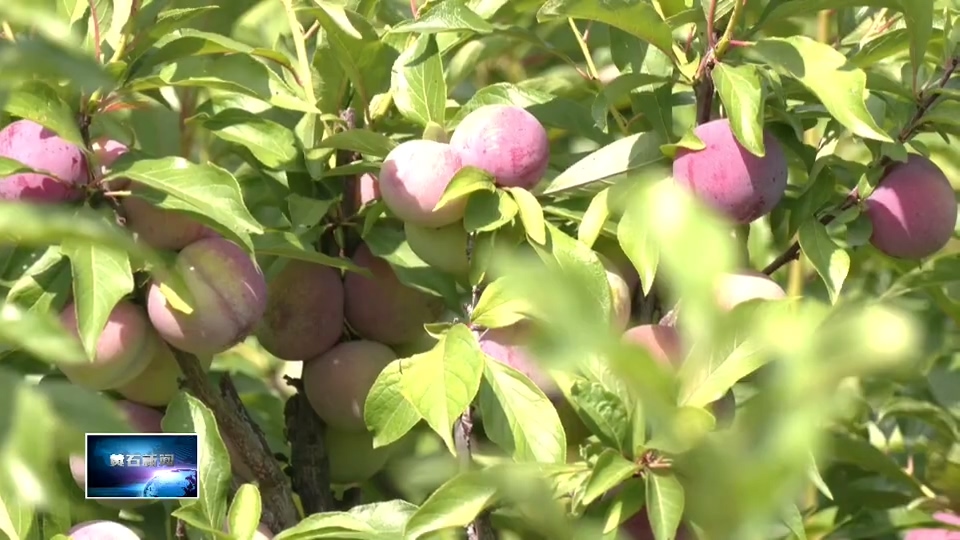 在希望的田野上•三夏时节 | 金山店镇向阳村：千亩香李喜迎“甜蜜”丰收