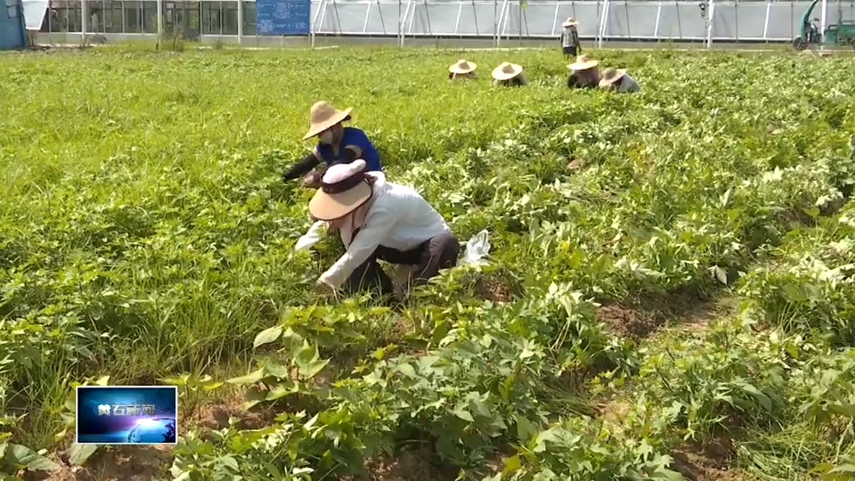 致敬每一滴汗水 | 菜农胡政明：看着苕尖销往全国各地 辛苦点也值