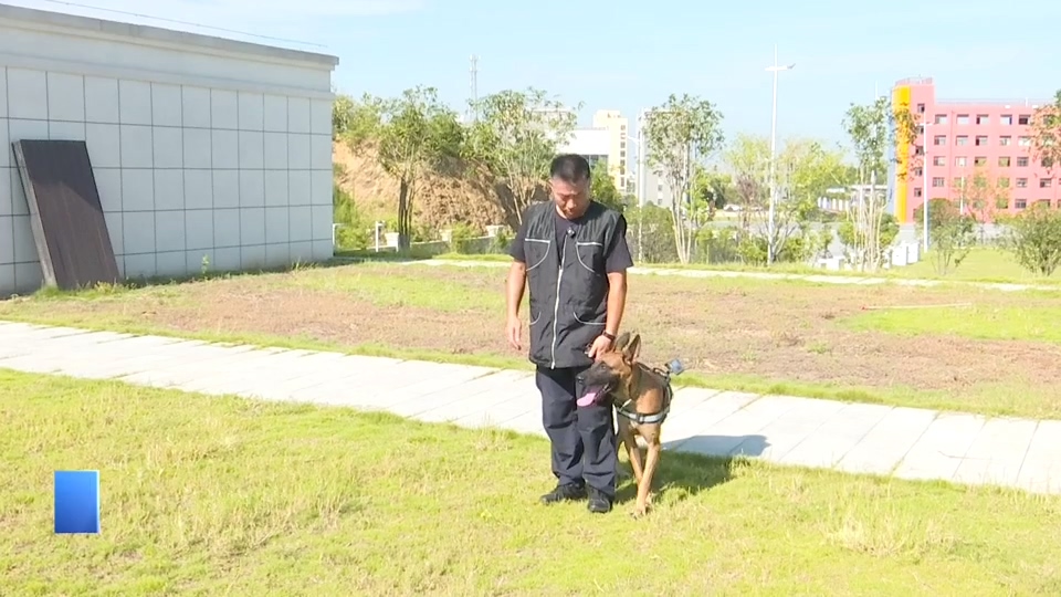 【新闻直通车】从萌犬到警犬 “火箭”是这样炼成的