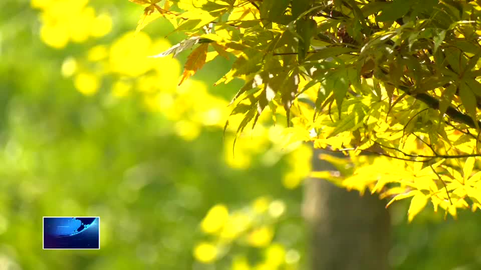 今日白露 秋意漸濃