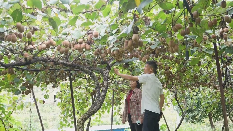 【新聞直通車】在希望的田野上 | 吳炎風(fēng)：十二年扎根深山 種出甜“獼”致富路