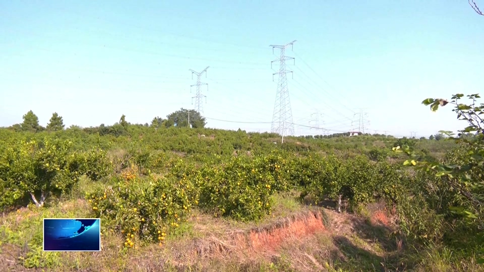 在希望的田野上 | 金山店镇仕秦村：蜜桔“俏”枝头 丰收“甜”心头