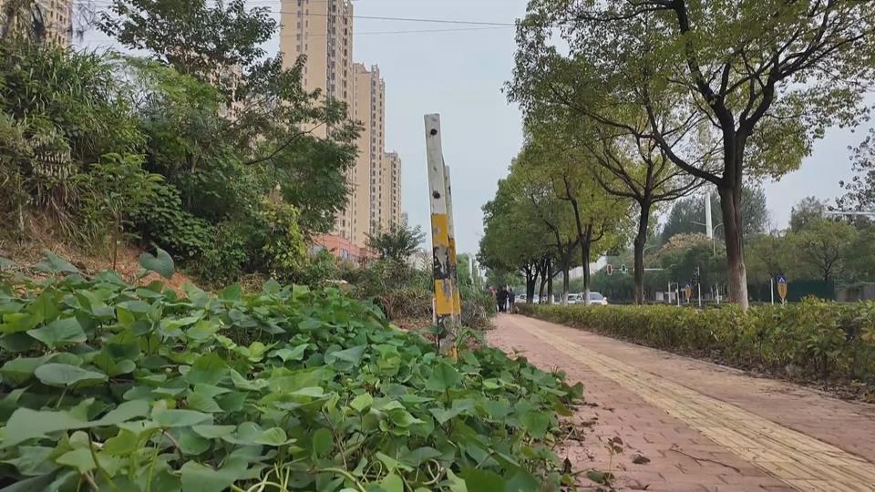 【新闻直通车】金山大道沿线：告别“菜园” 迎接“花园”