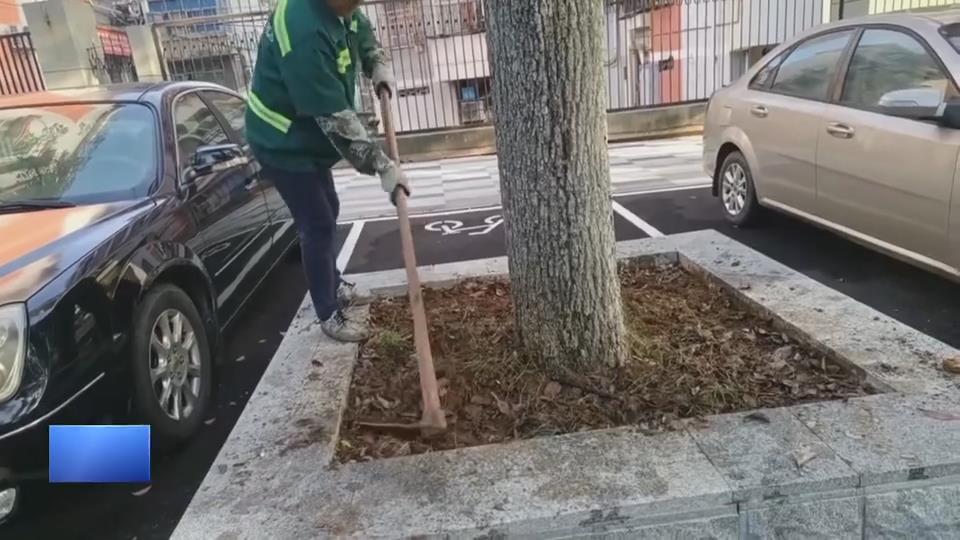 【新闻直通车】樟树感染镰刀菌 “树医生”开方救治