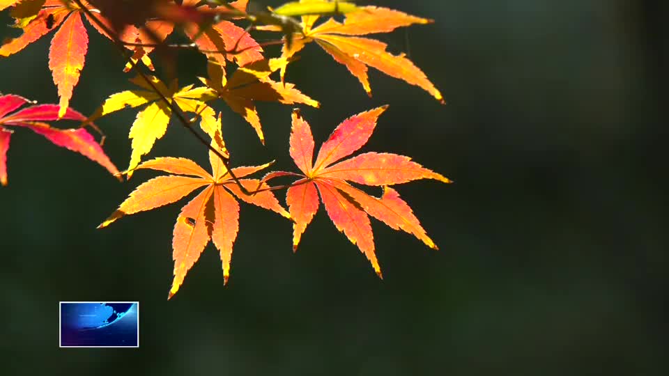 最低3℃ 17日至20日黄石将降温