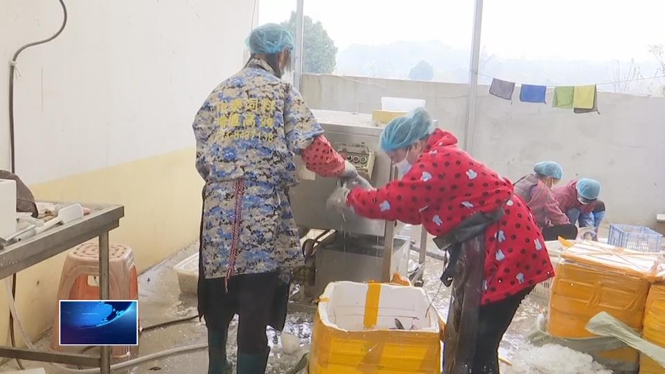 黄石鑫和公司：生态白刁鱼 游出致富路