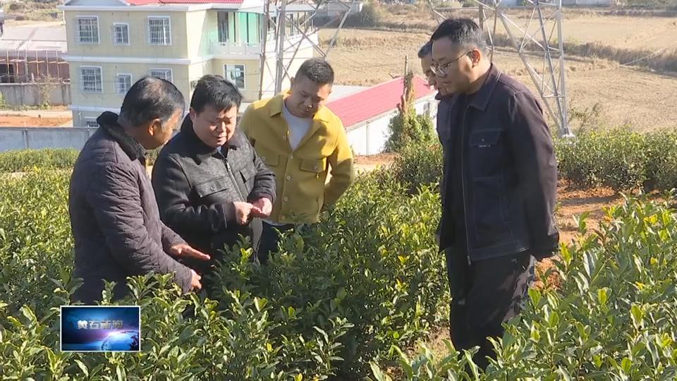 沃野潮涌 振兴答卷 | 大冶市交通运输局驻村工作队：授人以渔 助“空壳村”焕新生