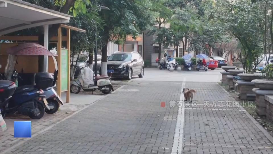 【新闻直通车】记者暗访·小区环境 | 车辆违停 广告“横飞” 狗狗乱窜