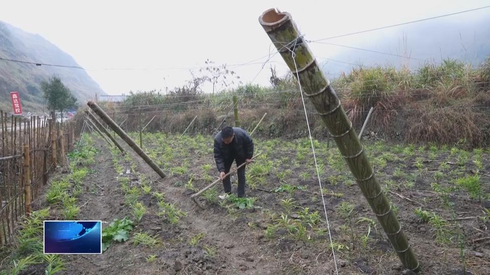 沃野潮涌 振兴答卷 | 阳新：能人回乡 振兴有望