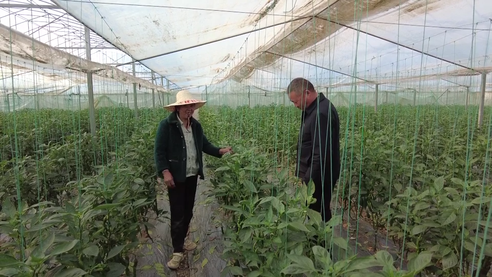 學思踐悟 | 蘆湖村：辣椒“紅”了村莊