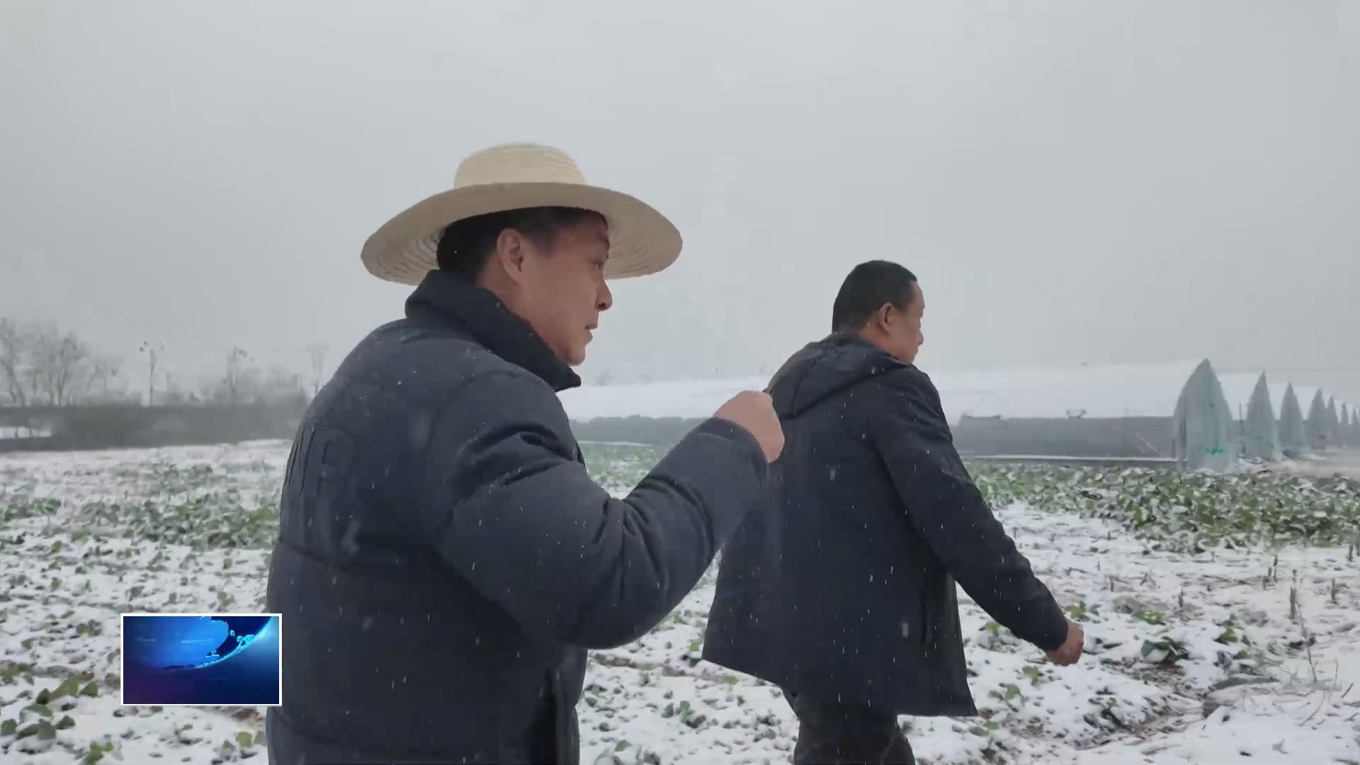 关注低温雨雪冰冻天气 | 农技专家冒雪支招 为果蔬穿上“防寒衣”