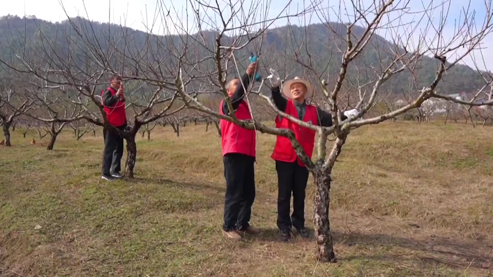 【新闻直通车】保安镇：以“桃”为媒 文明“花”开满园春