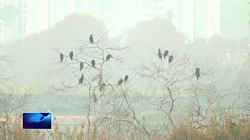 鸬鹚嬉水磁湖中 冬日生态添灵趣