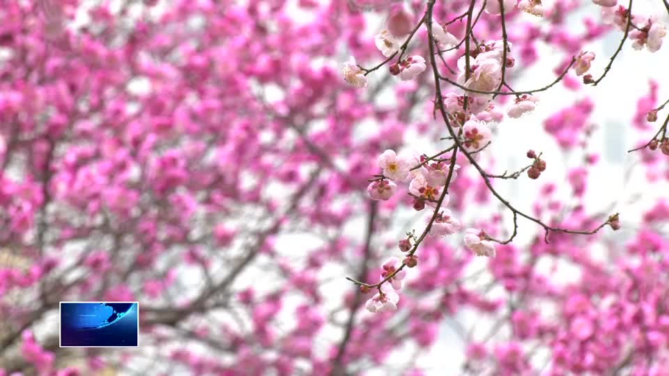 今日立春 春到人间草木知