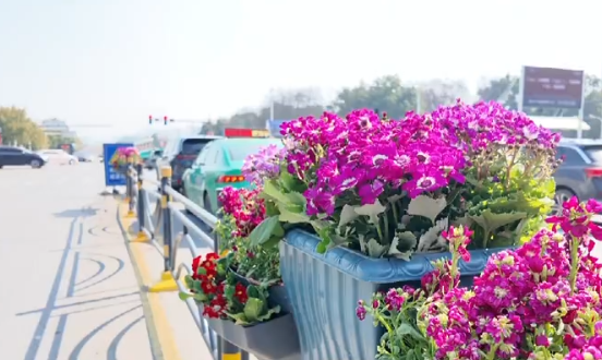 【新闻直通车】新春将至 年味渐浓 | 下陆区：6万盆花卉摆成“鲜花宴” 陪你过大年