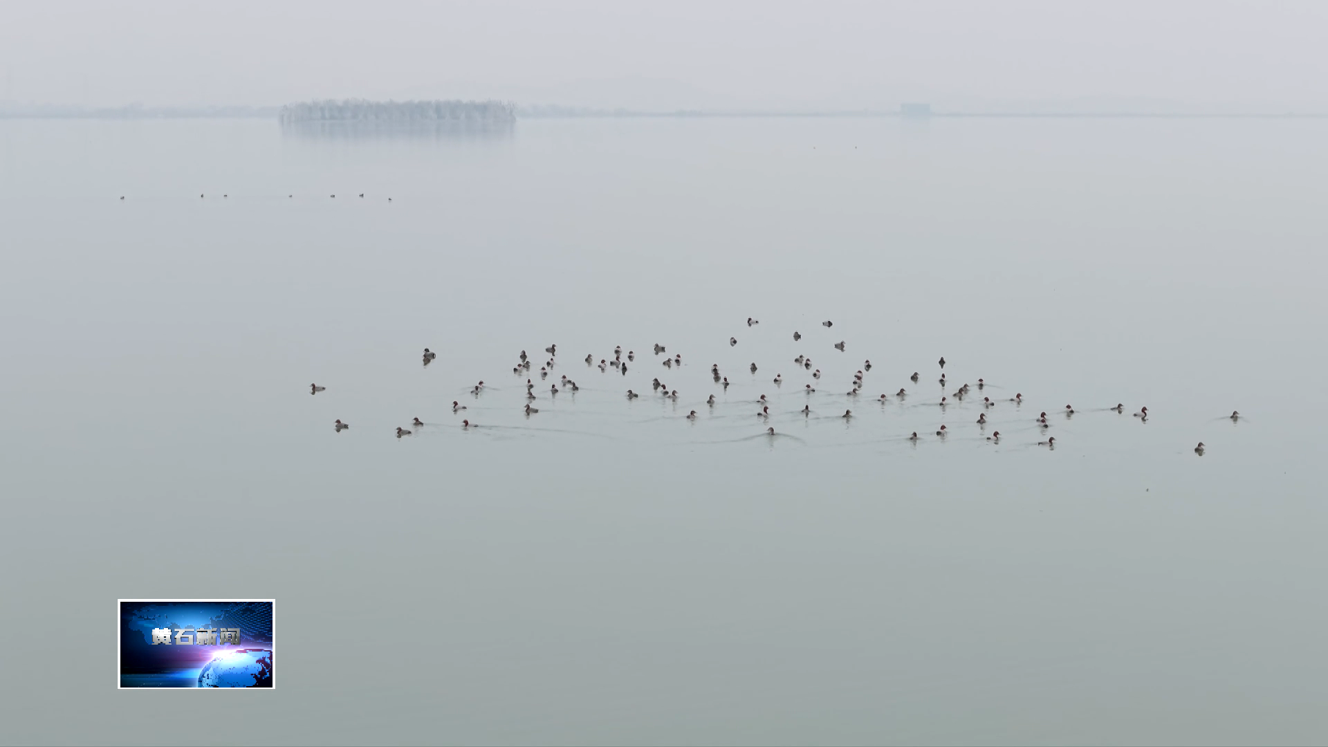鸕鶿低飛 天鵝戲水 保安湖濕地候鳥云集
