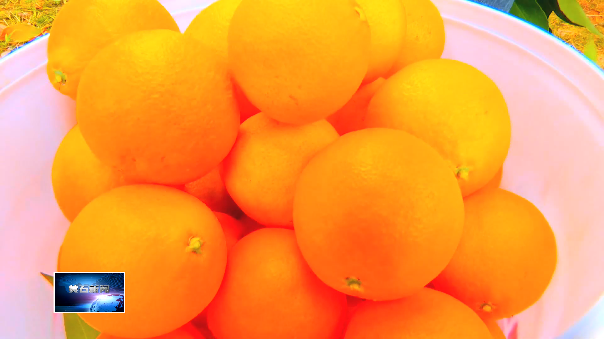 宣传阐释习近平新时代中国特色社会主义思想 | 阳新县：“一颗橙”撬动亿元产值